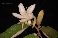 Pterospermum reticulatum